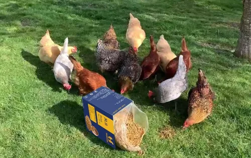 Miniatura 6 de Golosinas de pollo prémium de 2 libras, superiores a los gusanos secos de la harina, sin OMG y 85 veces más calcio que los gusanos de la comida