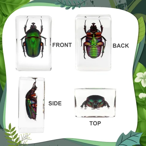 Miniatura 5 de 12 piezas de espécimen de insecto en resina, kit de colección de bichos reales para niños, juguete de taxidermia, clase de ciencias, educación