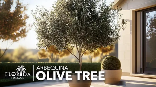 Miniatura 2 de Olivo Arbequina Maceta de 1 galón vivo Cultiva tus propias aceitunas en interiores