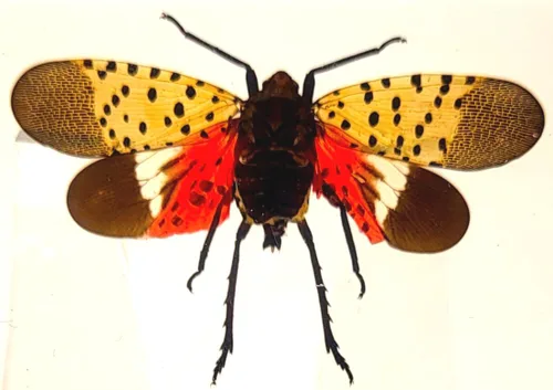 Miniatura 15 de 44mm Escorpión real asiático gigante en resina de lucite transparente cristal, especímenes de artesanía, insectos de animales varios, colección