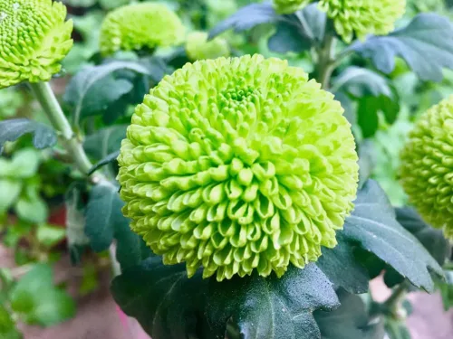 Miniatura 4 de 100 piezas de semillas de crisantemo pompón de colores mixtos, semillas de flores de pompón para el patio