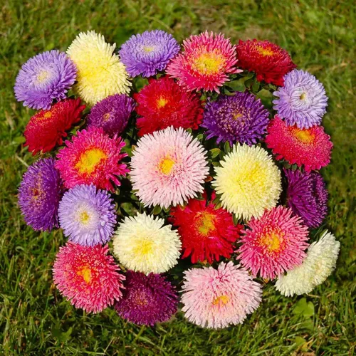 Miniatura 6 de Semillas Aster Mezcla Enana Anual Flores de jardín para plantar