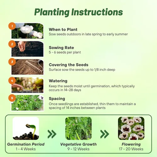 Miniatura 3 de Outsidepride Papaver Orientale Semillas de amapola para plantar, 100 unidades. Semillas anuales, tolerantes a la sequía y fáciles de cultivar