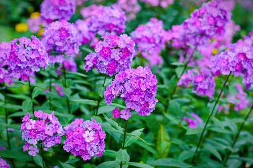 Miniatura 6 de 10 Tall Garden Phlox Paniculata Mixed Colors 'New Hybrids Mix' Flower Seeds