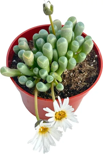 Miniatura 3 de Suculenta viva de 4 pulgadas "Baby Toes Fenestraria Rhopalophylla, plantas suculentas vivas completamente enraizadas, planta