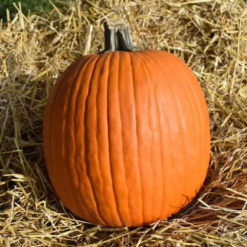 Miniatura 14 de Eden Brothers Semillas de calabaza – Semillas gigantes sin OMG del Atlántico para plantar, paquete Semillas vegetales de alto rendimiento y rápido