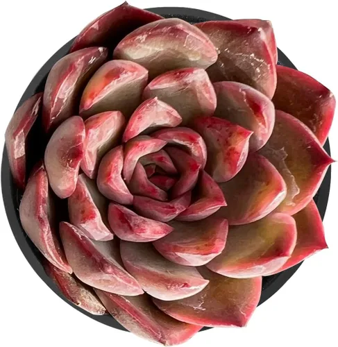 Miniatura 9 de Sprout N Green Echeveria 'Baekya', planta suculenta viva de 'White Night' totalmente enraizada en maceta de 2 pulgadas, decoración de boda