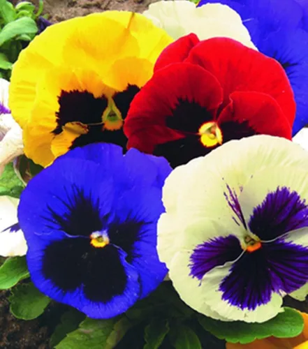 Miniatura 2 de Semillas Viola Swiss Mix (Nombre científico: Viola wittrockiana) Flores Perennes