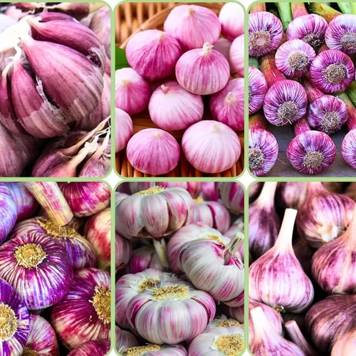Paquete de 3 bulbos de ajo púrpura jumbo para plantar en primavera, semillas de clavo de ajo de cuello duro de alto rendimiento, frescas,
