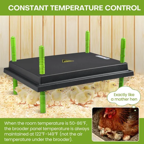 Miniatura 3 de Placa calefactora para pollitos, placa calefactora de 12 x 16 pulgadas para pollitos con pantalla ajustable de altura y temperatura, placa