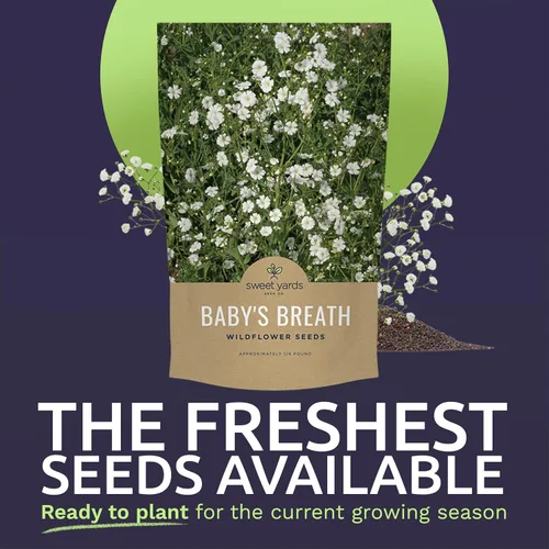 Miniatura 2 de Semillas de Gypsophila elegans de Baby's Breath vistosas – Bolsa a granel de un cuarto de libra – Más de 80.000 semillas de flores silvestres