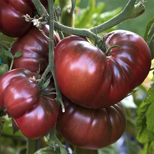 Black Krim - Semillas de tomate cultivadas en Estados Unidos Russian Black Krim Heirloom 30+