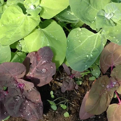 Orach Aurora Orgánica – Paquete de 0.04 oz ~ 250 Semillas – Orgánico, sin OMG, reliquia, polinizado abierto – Semillas de jardinería vegetal –