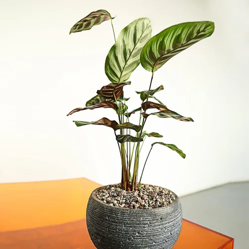 Miniatura 2 de Mezcla de rocas de lava de 10 libras para plantas de grava, guijarros para bonsái suculentas, tierra para macetas, aderezos y plantas de terrario
