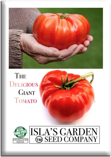 The Delicious Giant Beefsteak Tomate Seeds (Solanum lycopersicum), más de 50 semillas tradicionales sin OMG de Isla's Garden Seeds, pueden crecer
