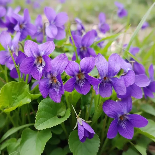Miniatura 2 de 1000 semillas de viola para plantar, semillas perennes de flores de violeta dulce, flores fragantes de polinización abierta sin OMG para jardines al