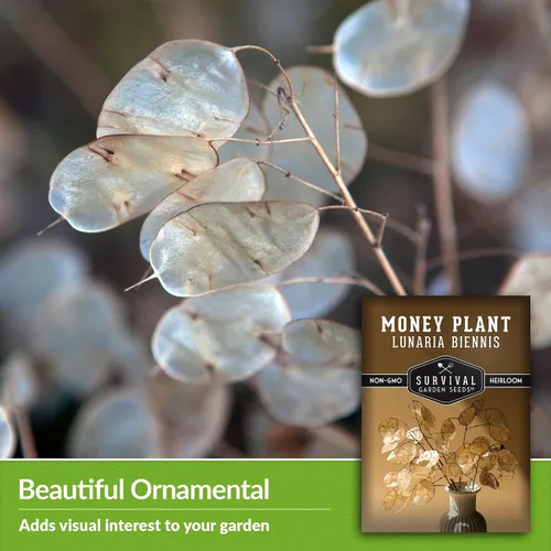 Miniatura 4 de Survival Garden Seeds Semillas de plantas de dinero para plantar, 1 paquete con instrucciones para cultivar Lunaria Annua en el jardín de tu casa