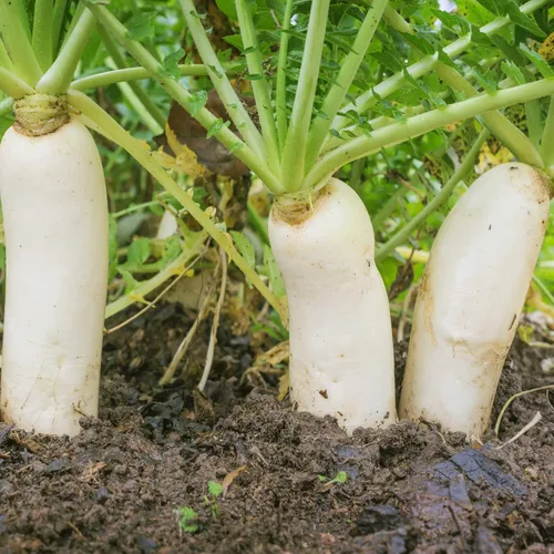 Miniatura 9 de Outsidepride Semillas anuales de rábano Daikon – 5 libras. Semillas de rábano chino, japonés y oriental para la salud del suelo, control