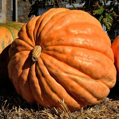 Miniatura 2 de Seed Needs Semillas de calabaza para plantar calabazas gigantes del Atlántico – Semillas de verduras sin OMG y sin tratar para plantar un jardín