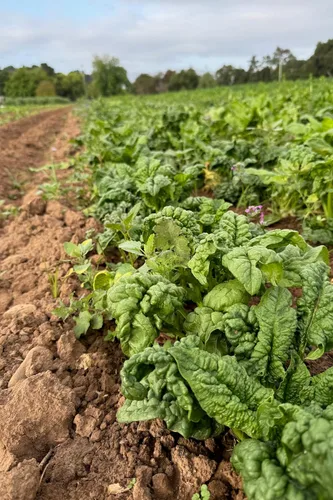 Miniatura 5 de Plant Good Seed Semillas orgánicas de espinaca Bloomsdale de larga duración, paquete de 300, semillas tradicionales para plantar verduras