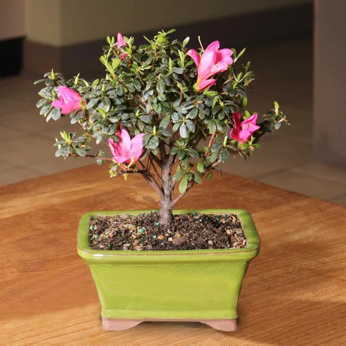 Miniatura 4 de Brussel's Bonsai Live Satsuki Azalea - Árbol bonsái con flores – Pequeño, 5 años, 5 a 8 pulgadas – Bonsai al aire libre en maceta de cerámica