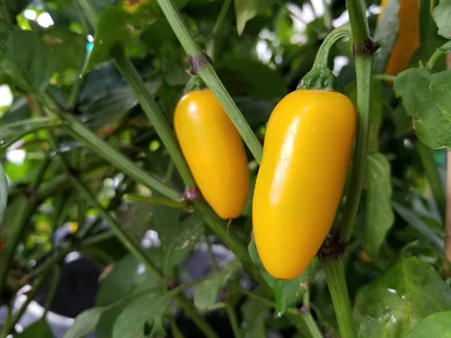 Miniatura 2 de NuMex Calabaza Especias Jalapeño Pimienta 10+ Semillas