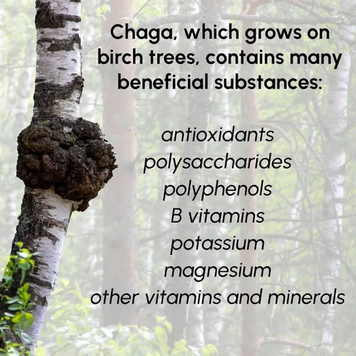 Miniatura 3 de Polvo de hongos Chaga 8 oz