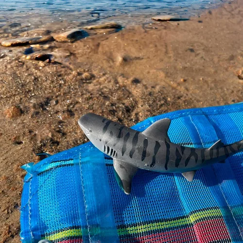 Miniatura 2 de Safari Ltd. Figura de tiburón tigre, figura detallada de plástico de 4.5 pulgadas, divertido juguete educativo para niños, niñas y niños a partir