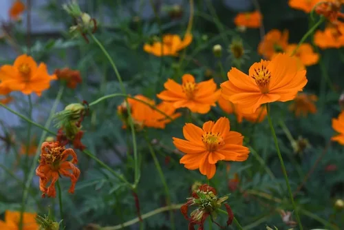Miniatura 2 de Semillas de flores de cosmos de naranja enana azufre – más de 100 semillas por paquete, (semillas de jardín de Isla), nombre científico; Cosmos