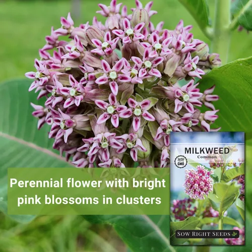 Miniatura 3 de Sow Right Seeds - Semillas de algodoncillo común para plantar - Cultiva tus propias asclepias para mariposas monarca - Mala de leche/Asclepias