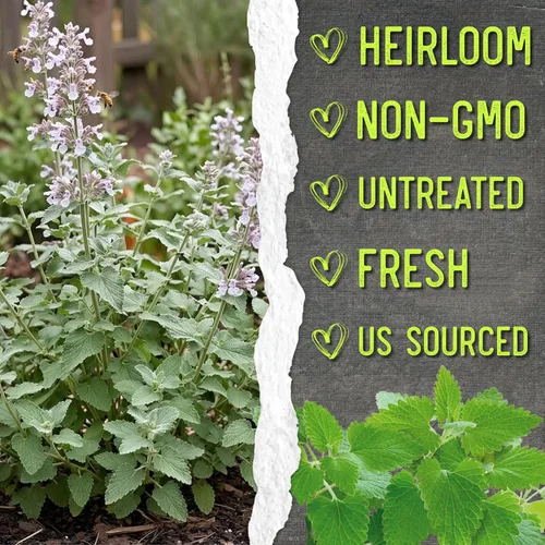 Miniatura 6 de Seed Needs Semillas de hierba gatera para plantar Nepeta cataria - Semillas de hierbas sin OMG y sin tratar para plantar y cultivar un jardín