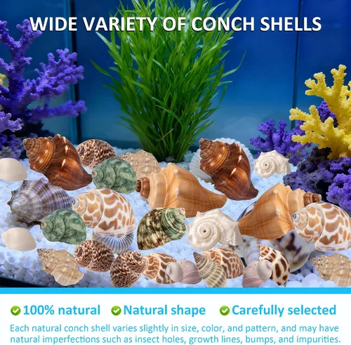 Miniatura 3 de Conchas de cangrejo ermitaño, 40 caracolas de mar naturales para conchas de repuesto y casas de cría de peces pequeños, tamaño de caracola