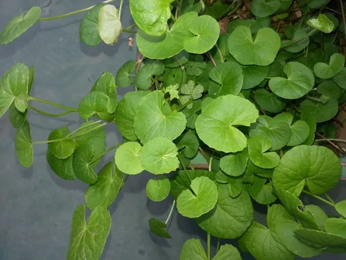 Miniatura 2 de Más de 200 semillas Gotu Kola Big Leaf Centella Asiatica Indian Pennywort Brahmi Rau Má Plantación de vegetales orgánicos sin OMG, verde