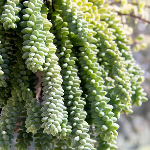 Miniatura 2 de Plants for Pets - Sedum Burrito de 6", plantas suculentas cola de burro, plantas suculentas Sedum vivas, plantas suculentas para el hogar, plantas