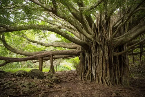 Miniatura 2 de Semillas de árbol de Banyan para plantar - 20 semillas de Ficus benghalensis - Árbol baniano indio - Enviados desde Iowa, EE. UU
