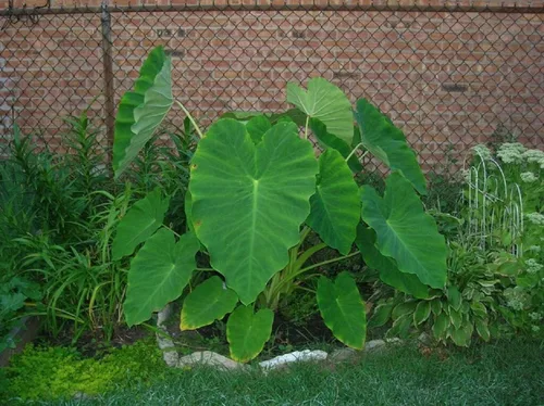 Miniatura 2 de 10 bulbos Colocasia Esculenta de oreja de elefante Taro Gabi Kalo Eddo listos para cultivar - Planta tropical de jardín (10 bombillas)