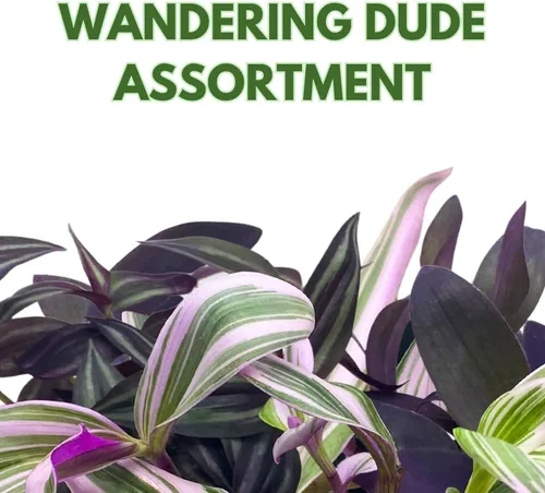 Miniatura 2 de Surtido de Wandering Due, variedad Tradescantia, 2 pulgadas, juego de 3 pequeñas mini plantas Pixie