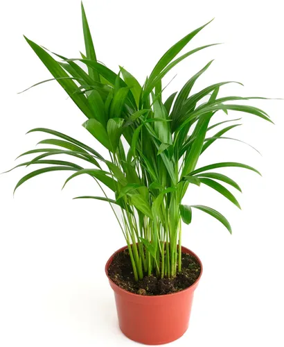 Miniatura 6 de Shop Succulents Calathea Concinna Freddie, planta de interior viva, planta tropical de interior de fácil cuidado en maceta de vivero, planta