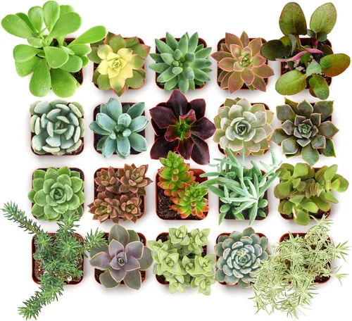 Shop Succulents Paquete de colección de plantas suculentas para coleccionistas - Plantas suculentas mini vivas, de bajo mantenimiento, colores y