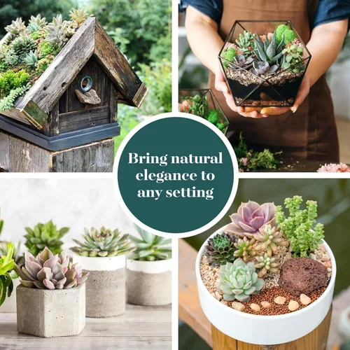 Miniatura 3 de Compra Suculentas Endless Summer Pack de Colección de Plantas Suculentas Vivas - Mini Plantas Suculentas, Bajo Mantenimiento, Colores y Texturas