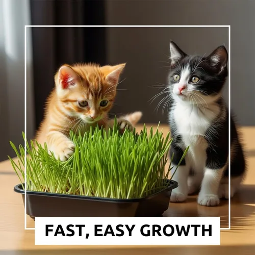 Miniatura 3 de Kit de cultivo de hierba para gatos, semillas orgánicas, tapetes de cultivo de yute, contenedor de cultivo de 10 x 10 pulgadas, ideal para gatos