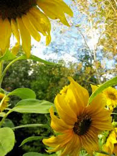 Miniatura 2 de Sunflower, Mammoth Grey Stripe 500 semillas recién cosechadas, 8-12 pies de alto