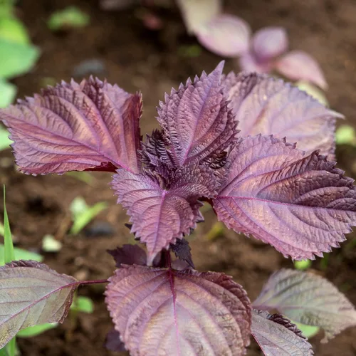 Miniatura 3 de 1500 Seeds - Semillas de perilla vietnamita (Perilla Frutescens) Shiso Tía Tô Seeds - Semillas de albahaca vietnamita silvestre o menta morada