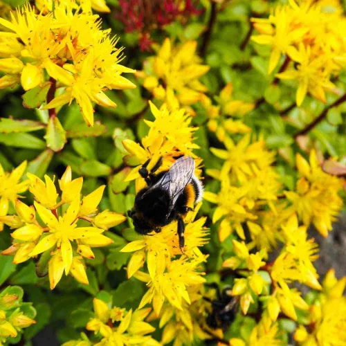 Miniatura 7 de Outsidepride Hybridum Sedum Seeds - 1000 semillas perennes de cobertura del suelo para plantar, plantas suculentas resistentes al frío y tolerantes