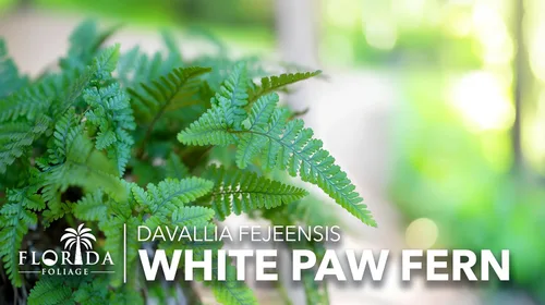 Miniatura 3 de Helecho pata blanca 3 plantas vivas Davallia Tyermanii Follaje tropical para interiores y exteriores Planta de interior de raíz difusa