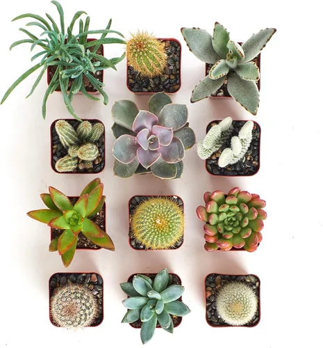 Miniatura 3 de Crasa y cactus de Shop Succulents
