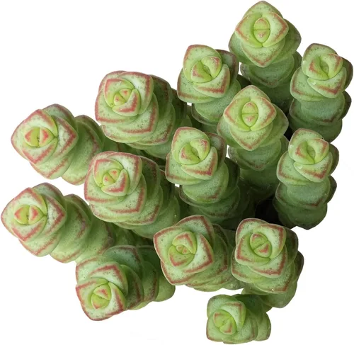 Miniatura 10 de Caja de suculentas Colección única de suculentas de Crassula vivas, fáciles de cultivar, planta de interior para el hogar, totalmente enraizadas