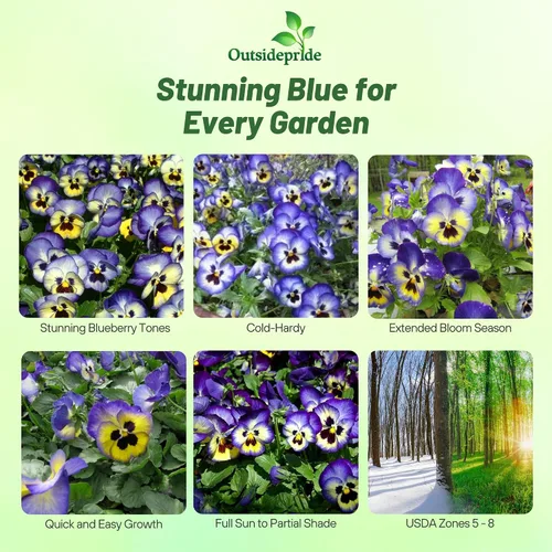 Miniatura 2 de Outsidepride Semillas de pensamiento de viola de arándanos bicolor azul y amarillo para plantar, 50 unidades. Flores resistentes al frío y aptas
