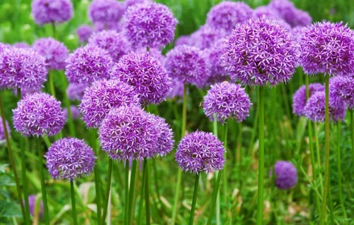 Miniatura 7 de Más de 400 Semillas de Cebolleta de Ajo Cebolleta - Verde Vegetal