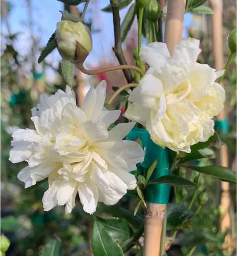 Miniatura 2 de White Lady Banks Rose - Planta de rosas trepadoras vivas, flores blancas sin espinas, vid perenne resistente para vallas, cenadores y enrejados